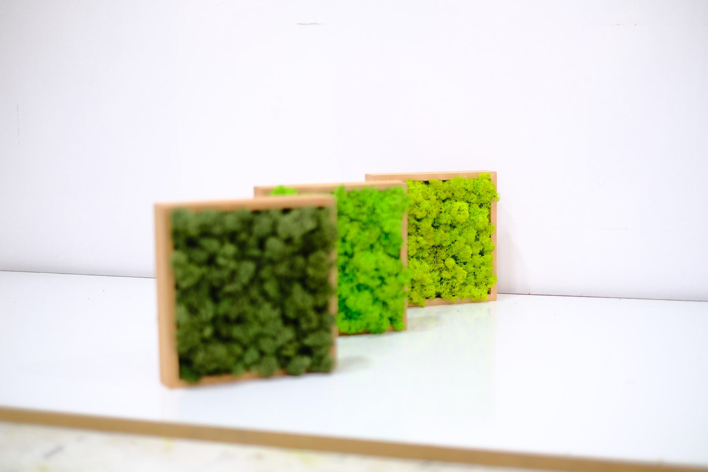 Quadratus Moss and Olive Wood Wall Art – Framed Wood Panel