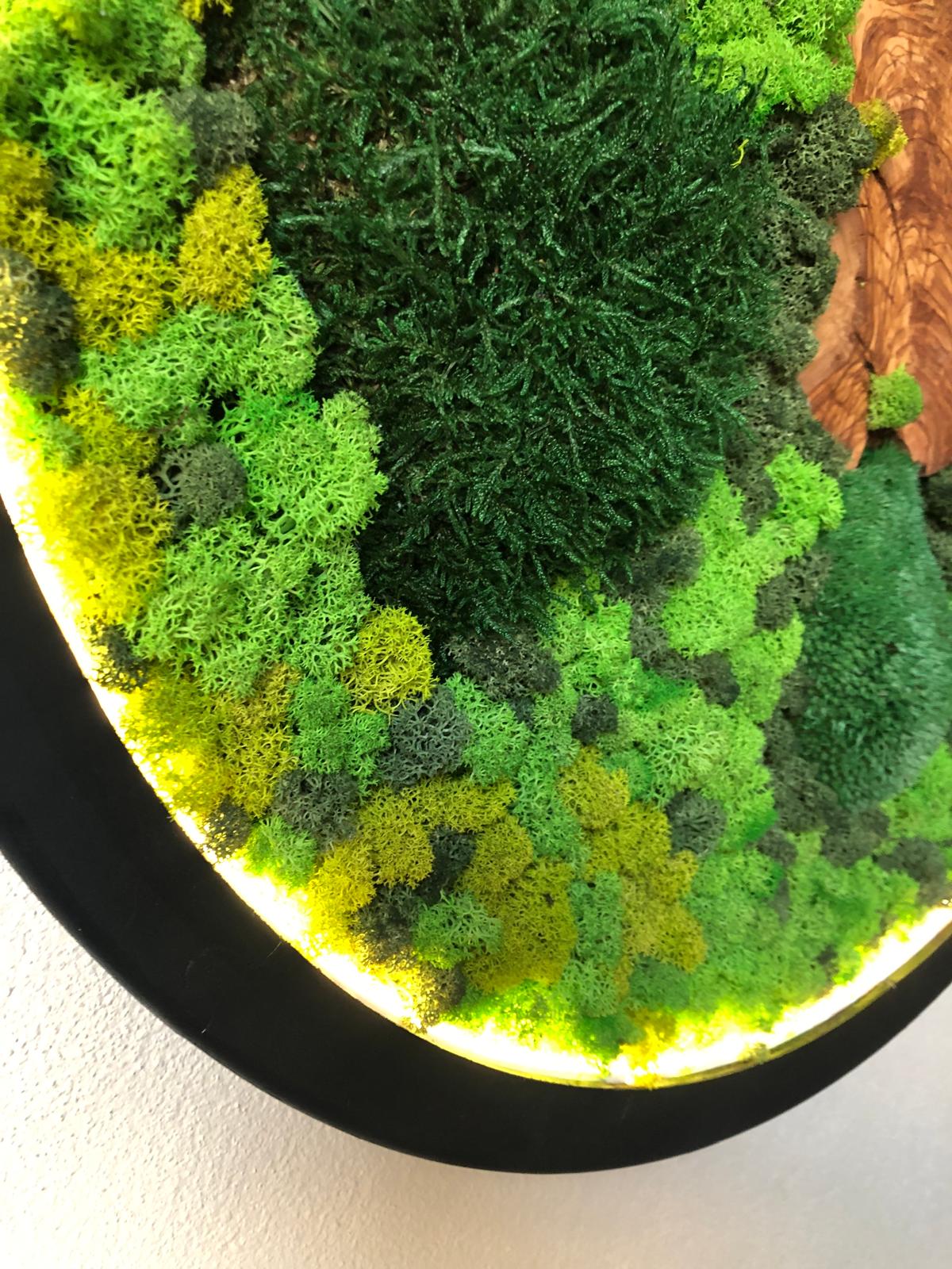 Botanica Shine LED'li Yosun ve Ahşap Duvar Tablosu